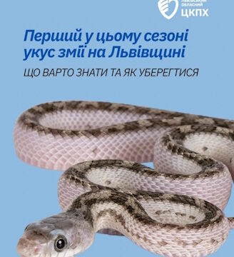 Перший у цьому сезоні укус змії на Львівщині: що варто знати та як уберегтися